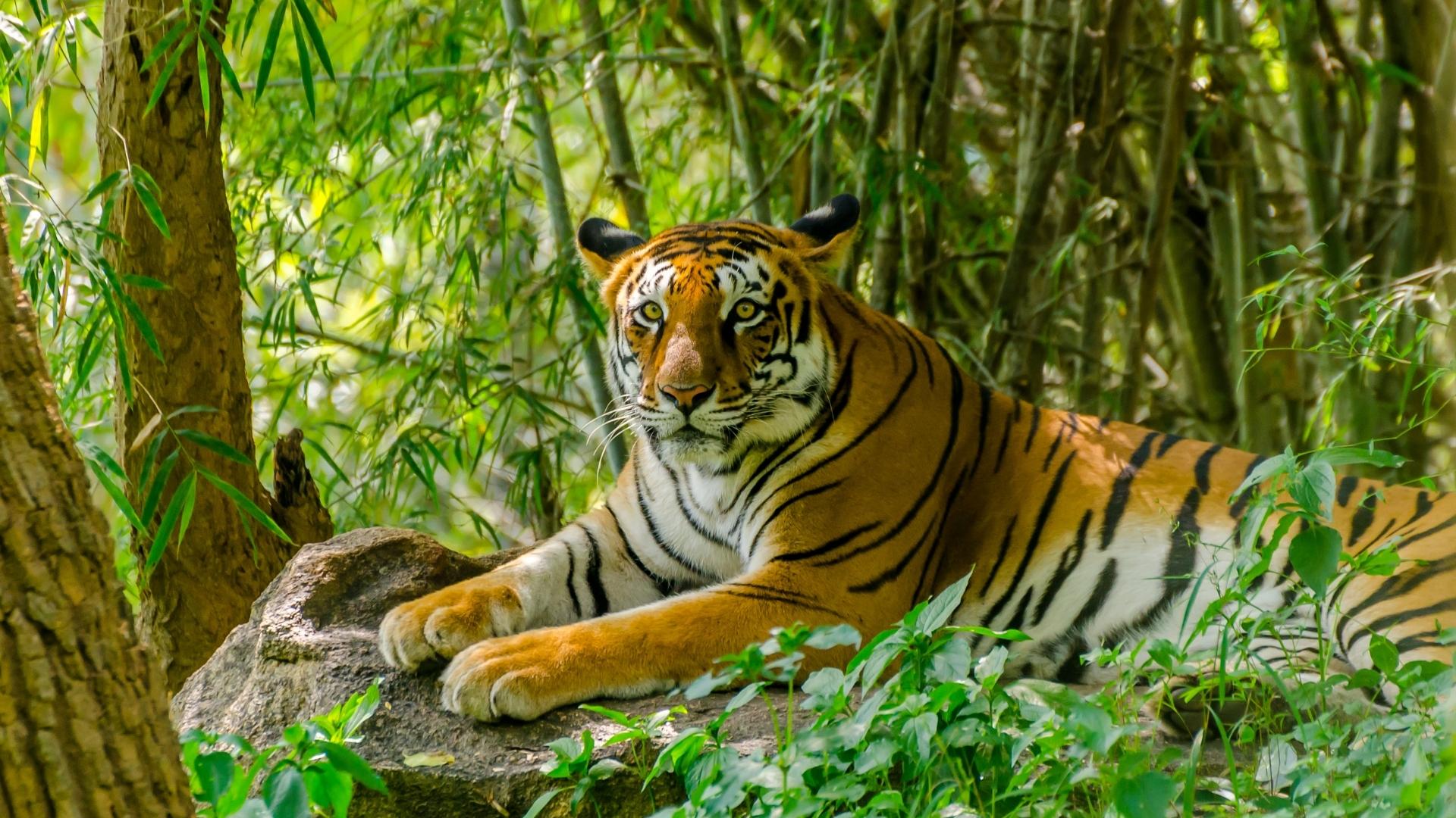 Royal Bengal Tiger  How they look like? What they Eat? & Unique Facts