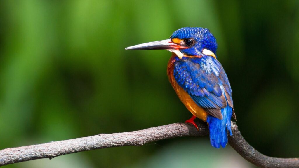 Blue-eared Kingfisher - Birds of Goa