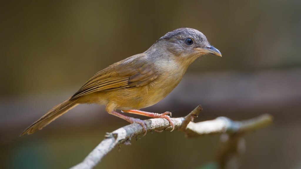Brown Cheeked Fulvetta - Birds of Goa