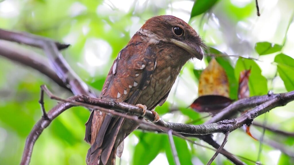 Ceylon Frogmouth - Birds of Goa
