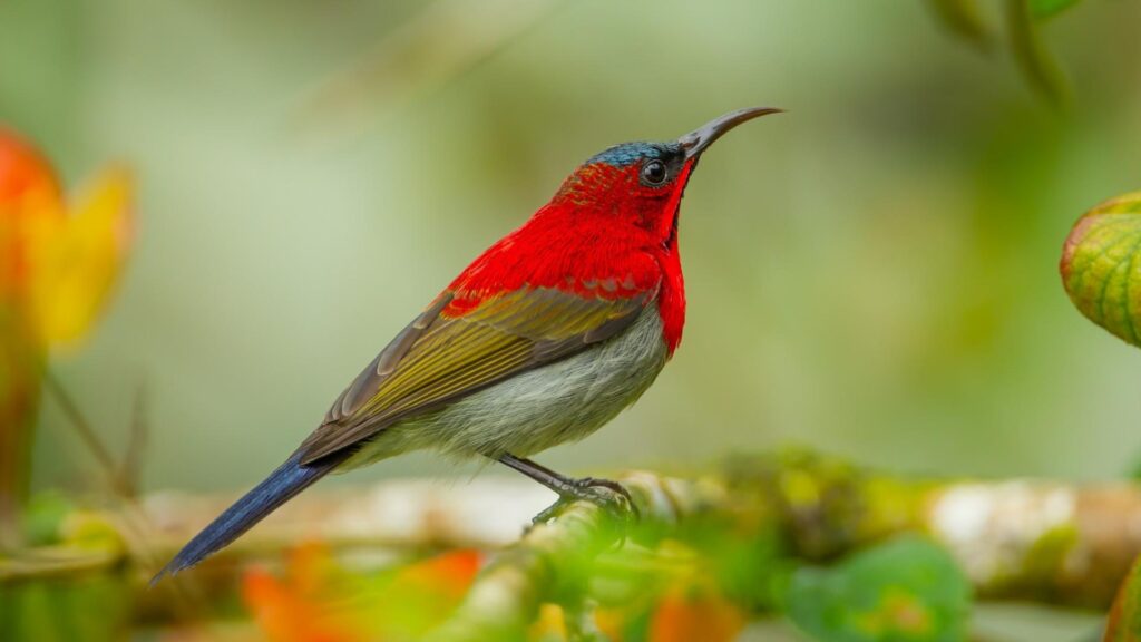 Crimson-backed Sunbird - Birds of Goa