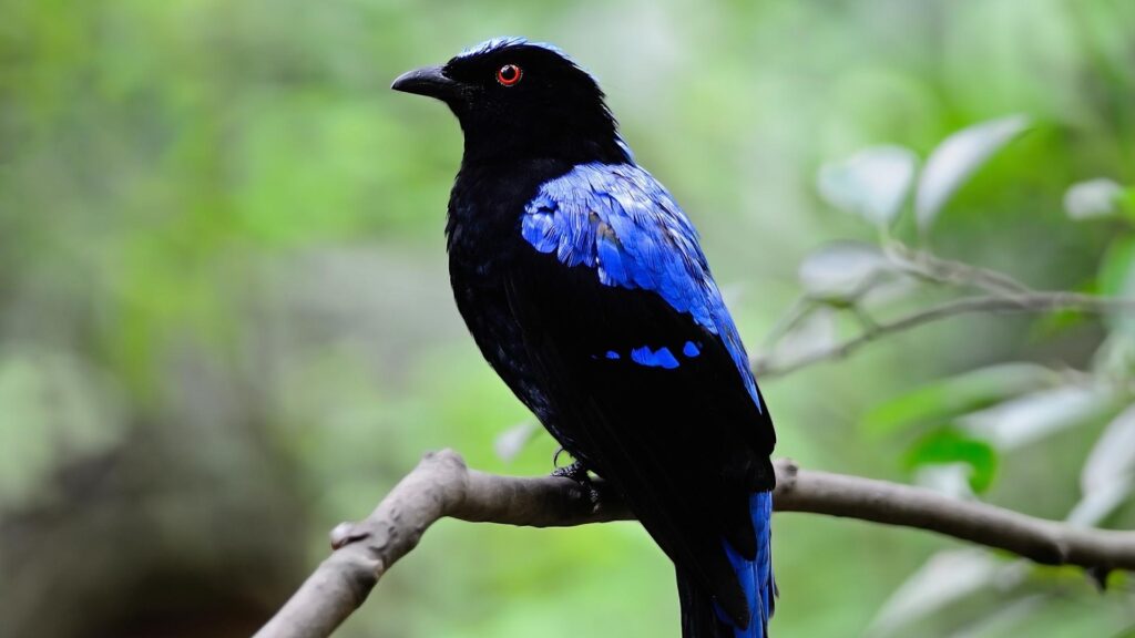 Asian Fairy Bluebird - Birds of Goa
