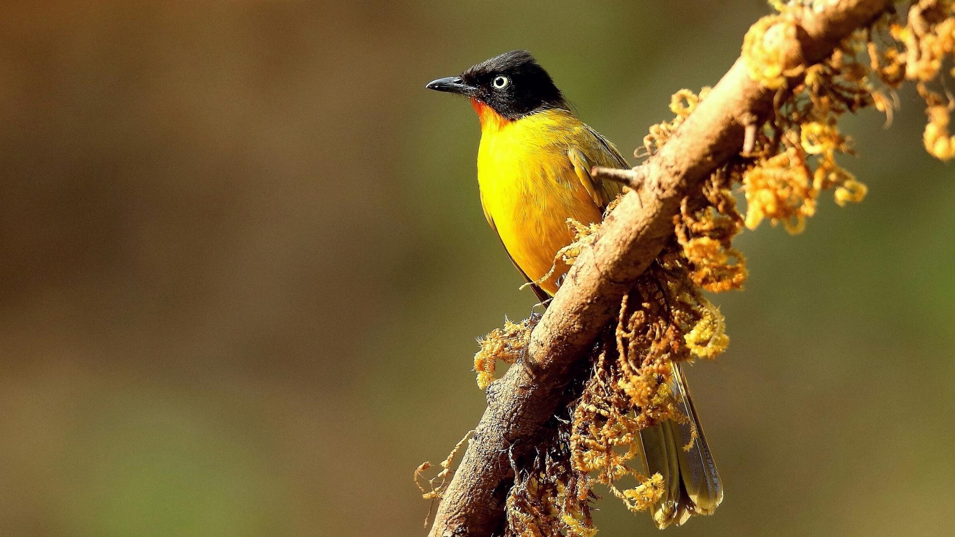 Renowned Places For Birdwatchers in Goa