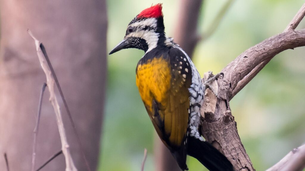 Golden Backed Woodpecker - Birds of Goa