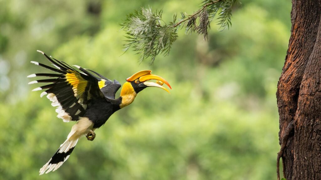 Great Indian Hornbill - Birds of Goa