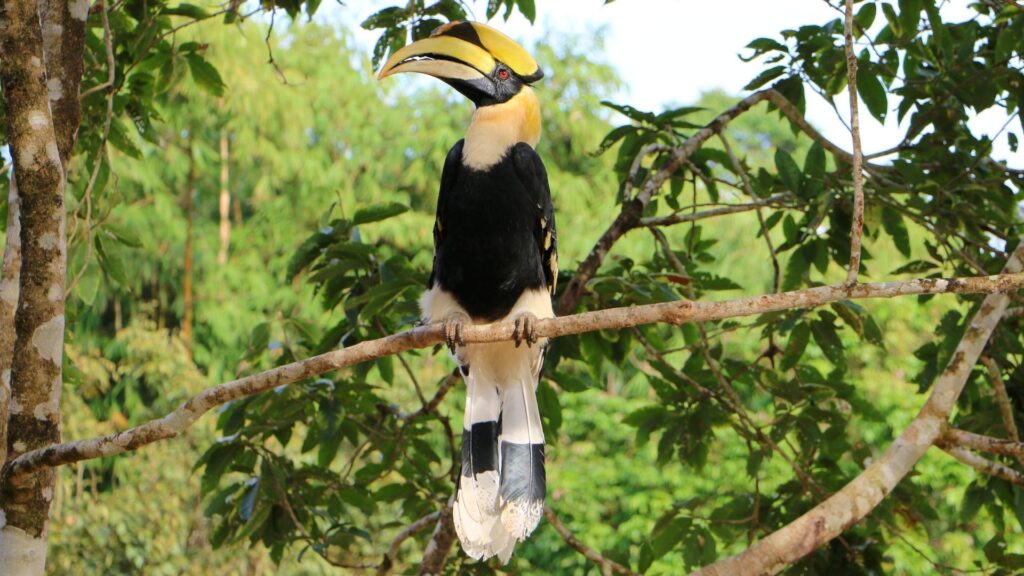 Great Pied Hornbill - Birds of Goa