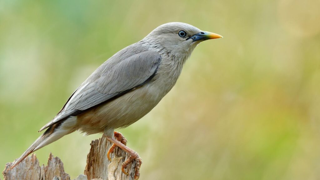 Grey-headed Myna - Birds of Goa
