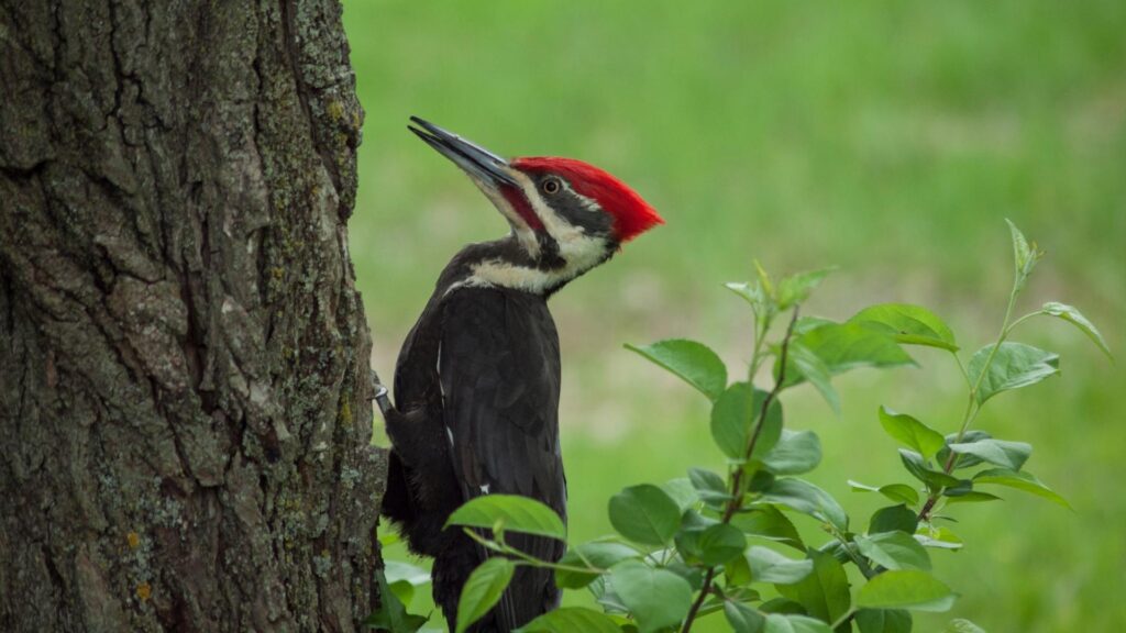 Indian Black Woodpecker - Birds of Goa