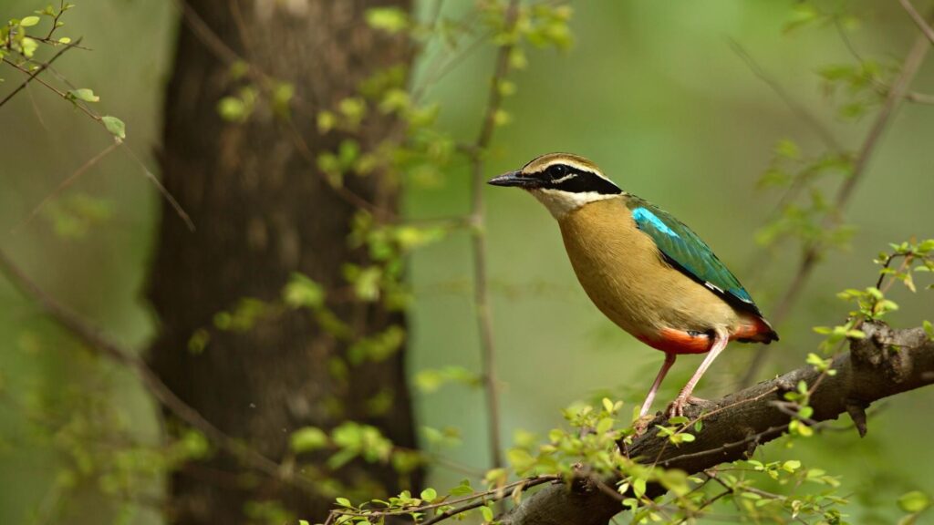 Indian Pitta - Birds of Goa