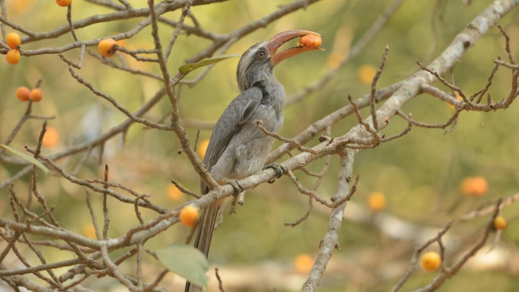 Malabar Grey Hornbill - Birds of Goa