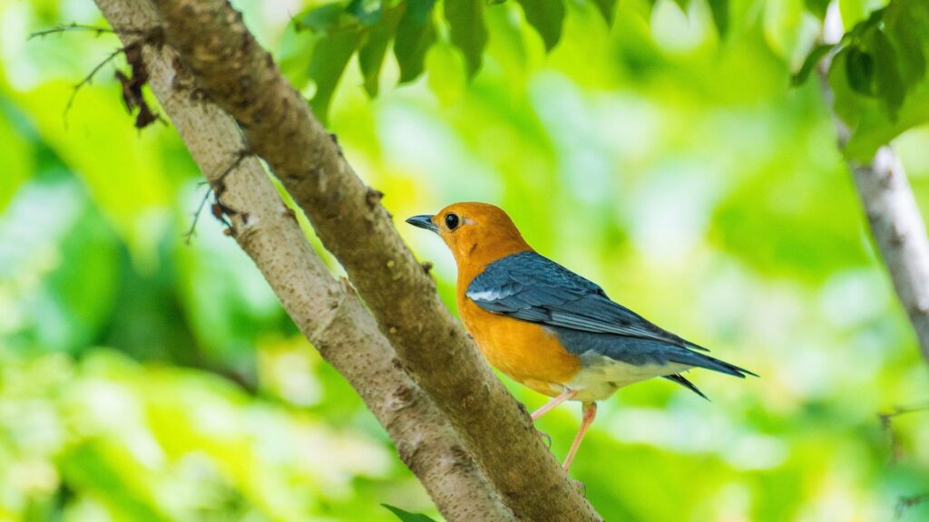 Orange Headed Thrush - Birds of Goa