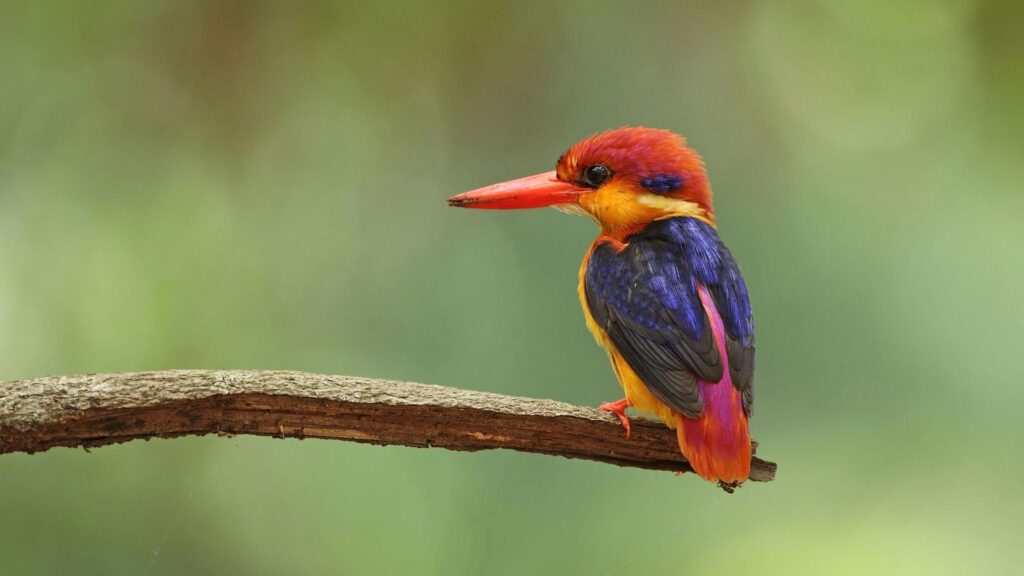 Oriental Dwarf Kingfisher - Birds of Goa