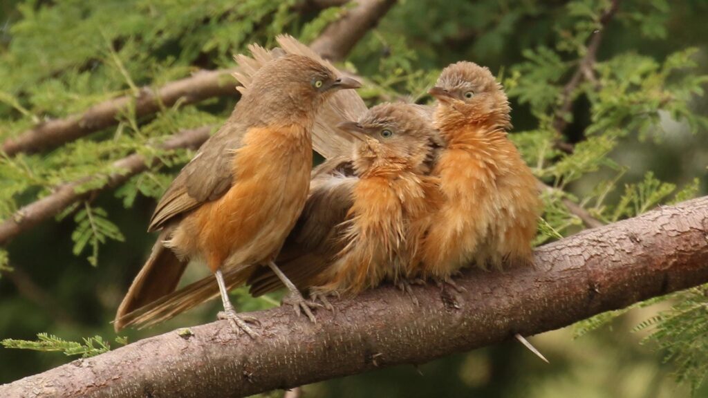 Rufous Babbler - Birds of Goa