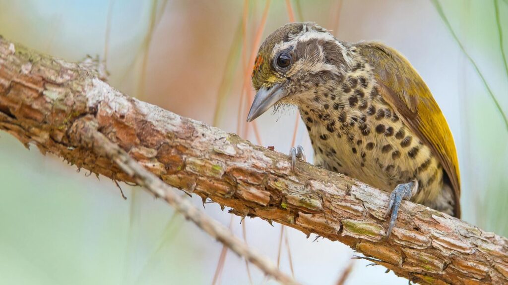 Speckled Piculet - Birds of Goa