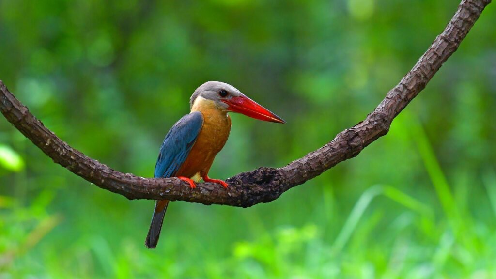 Stork-billed Kingfisher - Birds of Goa