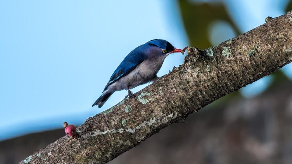 Velvet-fronted Nuthatch - Birds of Goa