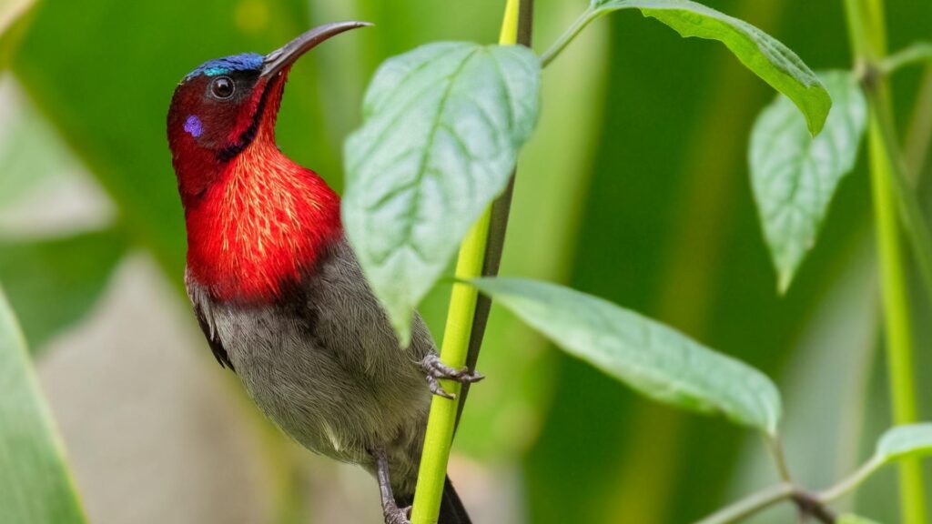 Vigors's Sunbird - Birds of Goa