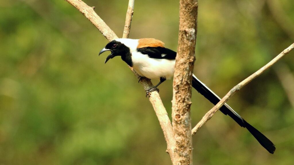 White-bellied Treepie - Birds of Goa