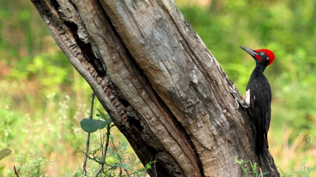 White-bellied Woodpecker - Birds of Goa